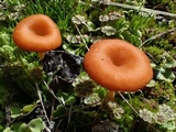 Loreleia marchantiae image