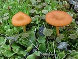 Loreleia marchantiae image