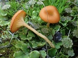 Loreleia marchantiae image