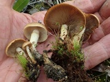 Pholiota highlandensis image