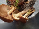 Pholiota highlandensis image