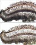 Leptogium cochleatum image