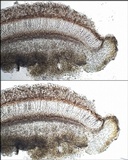 Leptogium cochleatum image