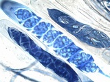 Leptogium cochleatum image