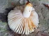 Russula ballouii image