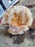 Russula ballouii image