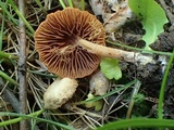 Simocybe sumptuosa image
