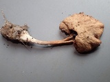 Simocybe sumptuosa image