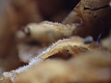 Simocybe sumptuosa image