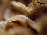 Simocybe sumptuosa image