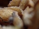 Simocybe sumptuosa image