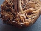 Simocybe sumptuosa image