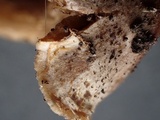 Simocybe sumptuosa image