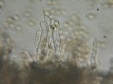 Simocybe sumptuosa image