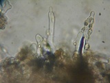 Simocybe sumptuosa image