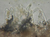 Simocybe sumptuosa image