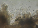 Simocybe sumptuosa image