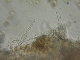 Simocybe sumptuosa image