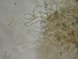 Simocybe sumptuosa image