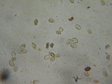 Simocybe sumptuosa image
