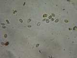 Simocybe sumptuosa image