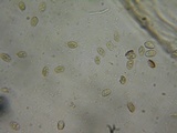 Simocybe sumptuosa image