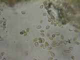 Simocybe sumptuosa image