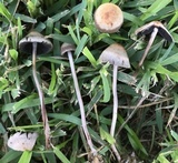 Panaeolus cinctulus image