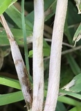 Panaeolus cinctulus image
