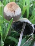 Panaeolus cinctulus image