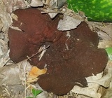 Peziza phyllogena image