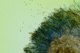 Peziza phyllogena image