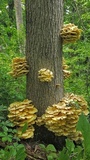 Pleurotus citrinopileatus image