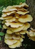 Pleurotus citrinopileatus image