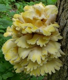 Pleurotus citrinopileatus image