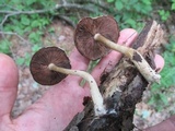 Psathyrella delineata image