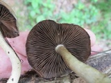 Psathyrella delineata image
