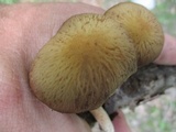 Psathyrella delineata image