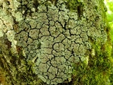 Pannaria rubiginosa image