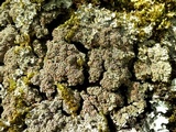 Pannaria rubiginosa image