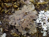 Pannaria rubiginosa image