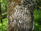 Pannaria rubiginosa image