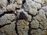 Pannaria rubiginosa image