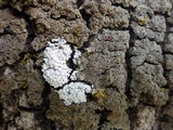Pannaria rubiginosa image