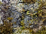 Fuscopannaria mediterranea image