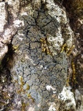 Fuscopannaria mediterranea image