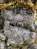 Fuscopannaria mediterranea image