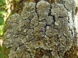 Degelia atlantica image