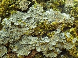 Degelia atlantica image