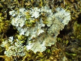 Degelia atlantica image